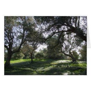 Olive Grove View Card