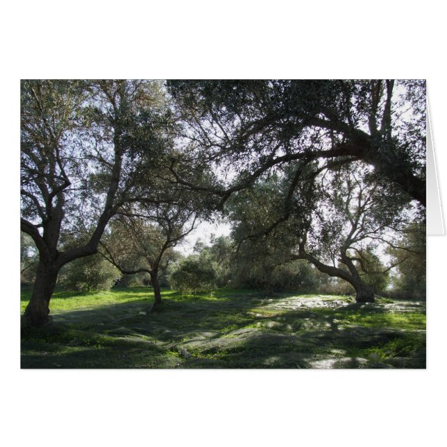 Olive Grove View Card (Front Horizontal)