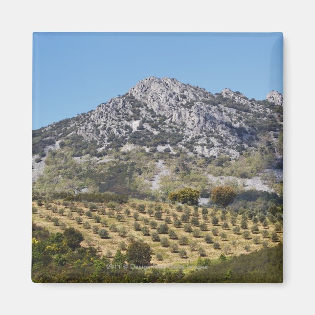 Olive Groves Magnet (Front)