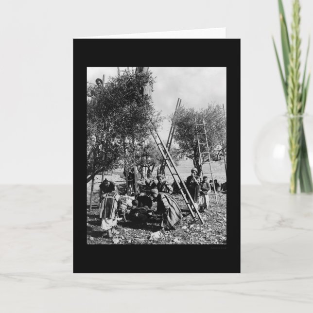 Olive Harvest Palestine 1886 Card (Front)