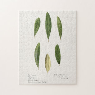 Olive leaves (Olea Europaea) Watercolor Painting Jigsaw Puzzle