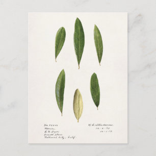 Olive leaves (Olea Europaea) Watercolor Painting Postcard