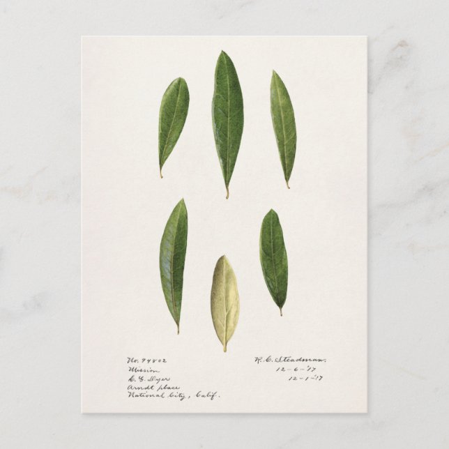Olive leaves (Olea Europaea) Watercolor Painting Postcard (Front)
