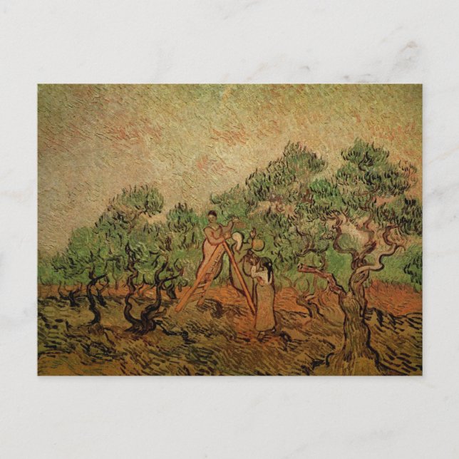 Olive Picking by Vincent van Gogh Postcard (Front)