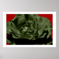 Olive Rose w/Red Anegelhair textured Background