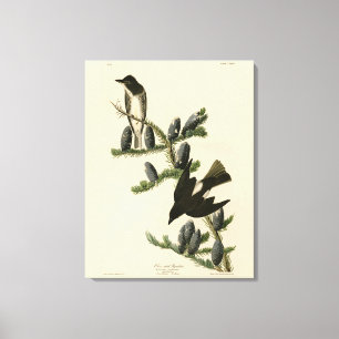 Olive-sided Flycatcher, Audubon's Birds of America Canvas Print