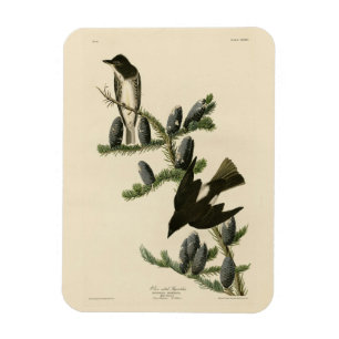 Olive-sided Flycatcher, Audubon's Birds of America Magnet