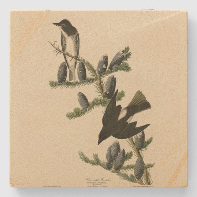 Olive-sided Flycatcher, Audubon's Birds of America Stone Coaster (Front)
