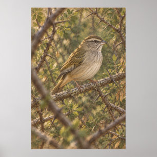 Olive Sparrow in South Texas Thornscrub Poster