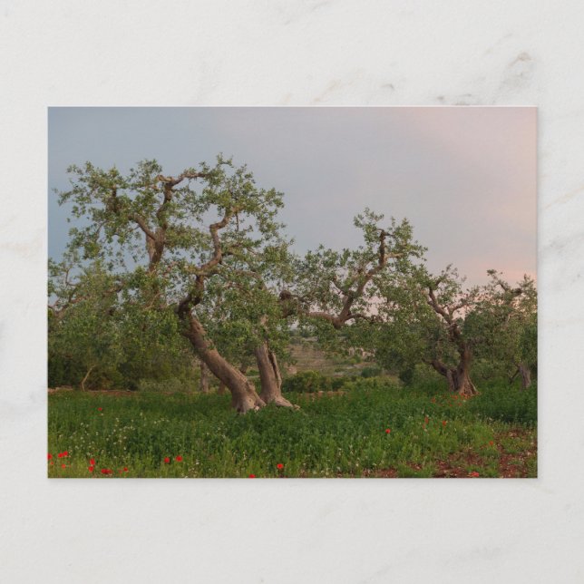 Olive tree grove at sunset postcard (Front)