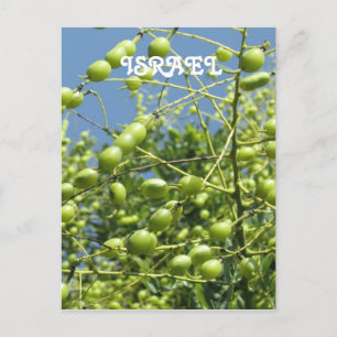 Olive Tree in Israel Postcard