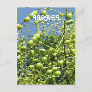 Olive Tree in Israel Postcard