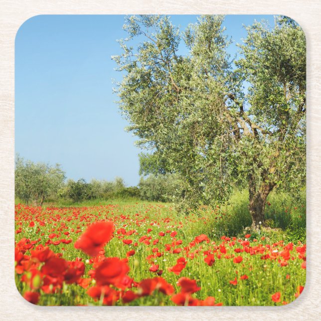 Olive tree in poppy field coaster (Front)