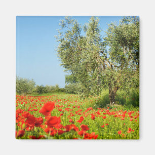 Olive tree in poppy field magnet