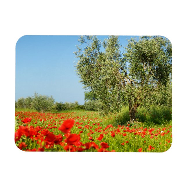 Olive tree in poppy field rectangular magnet (Horizontal)