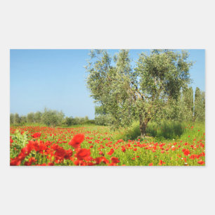 Olive tree in poppy field rectangular sticker