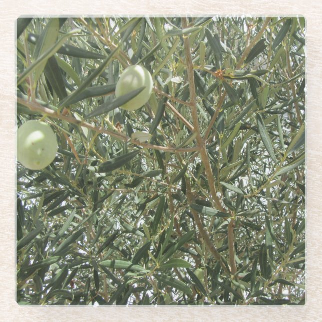 Olive Tree Leaves Glass Coaster (Front)