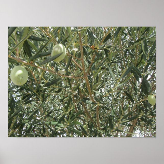 Olive Tree Leaves Poster (Front)