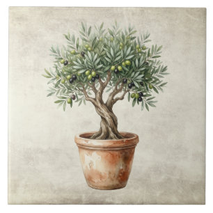 Olive Tree Topiary Mediterrean Watercolors Rustic Tile
