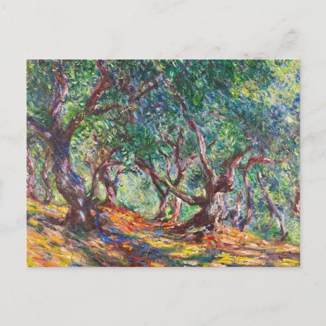 Olive Trees in Bordighera, 1884 Claude Monet Postcard (Front)