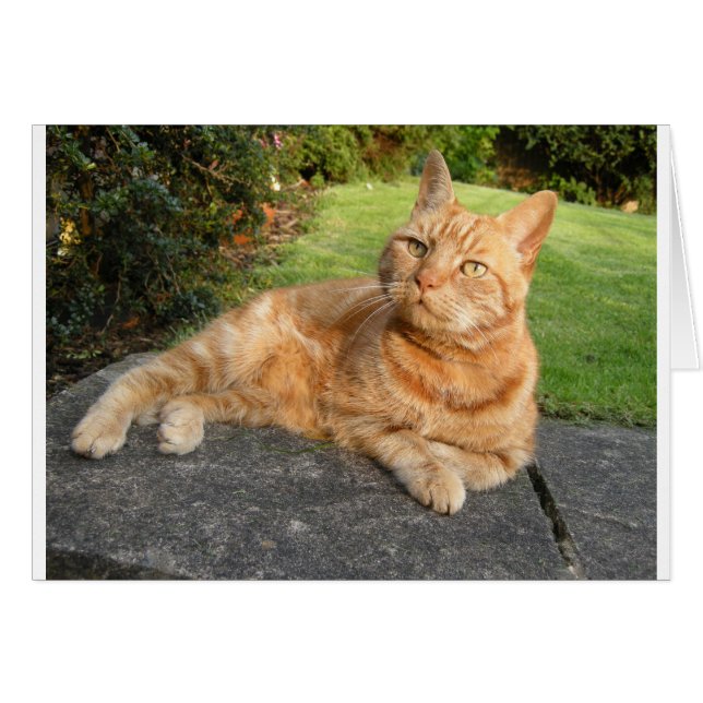 Oliver Cat (Front Horizontal)