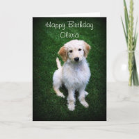 Olivia Happy Birthday Golden Doodle Puppy