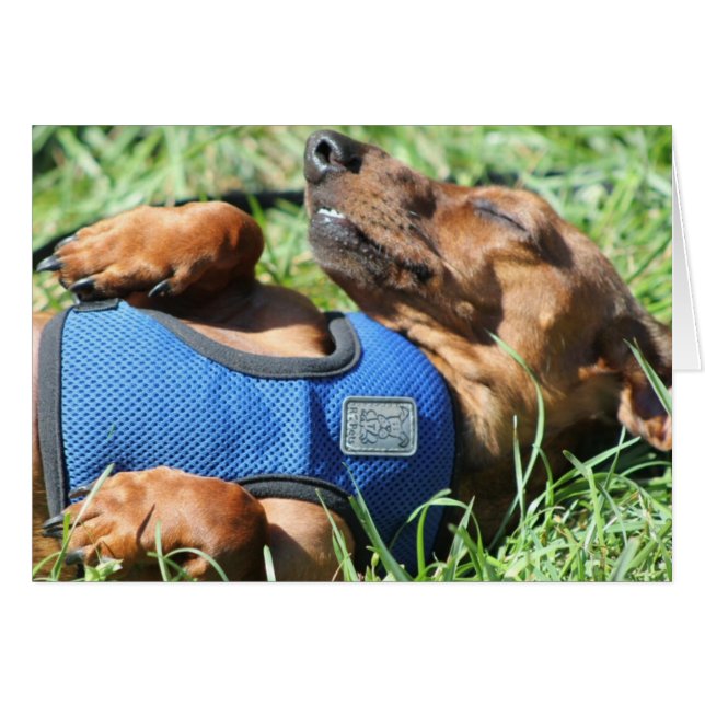 Olli the Daschund Card (Front Horizontal)