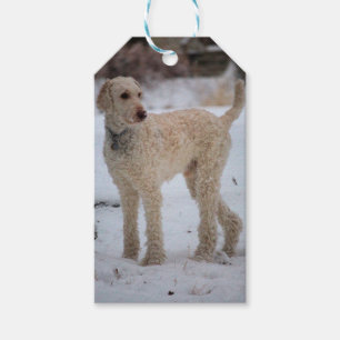 Ollie Gift Tags
