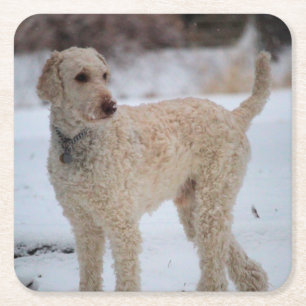Ollie Square Paper Coaster