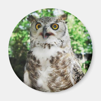 " OLLY " THE OWL MAGNET