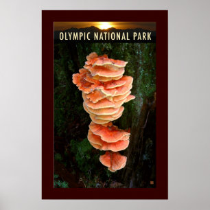 OLMPIC NATL PARK-Chicken of the Woods- Poster