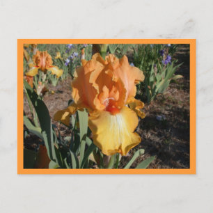 Olympic Challenge Postcard