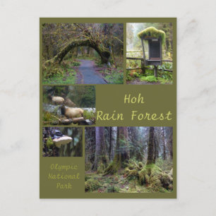 Olympic N.P. (Hoh Rain Forest 2) Postcard