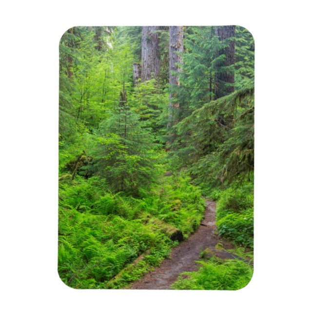 Olympic National Park, Forest trail Magnet (Vertical)