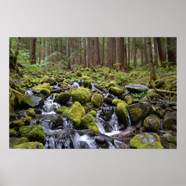 Olympic National Park Poster (Front)