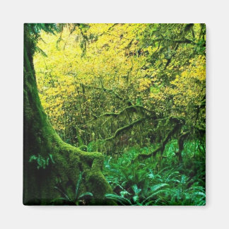 Olympic National Park, Washington Magnet