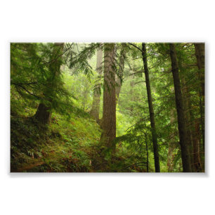 Olympic National Park Washington Rainforest Photo Print