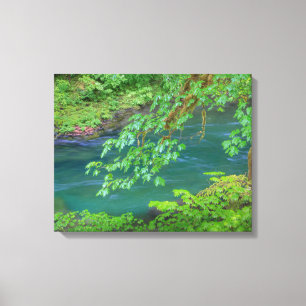 Olympic National Park Washington State Canvas Print