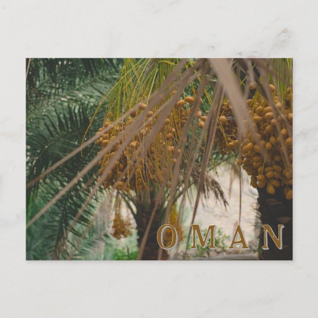 Oman date palm postcard (Front)