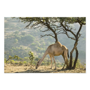 Oman, Dhofar Region, Salalah. Camel Photo Print
