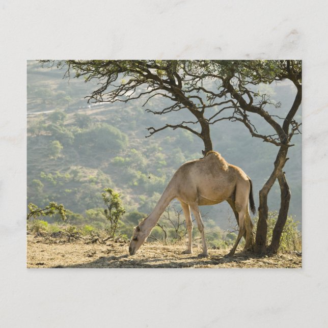 Oman, Dhofar Region, Salalah. Camel Postcard (Front)