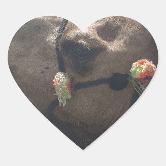 Oman Muscat Camel Photo Art Print Heart Sticker (Front)