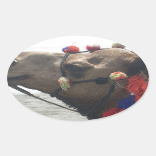 Oman Muscat Camel Photo Art Print Oval Sticker