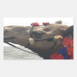 Oman Muscat Camel Photo Art Print Rectangular Sticker