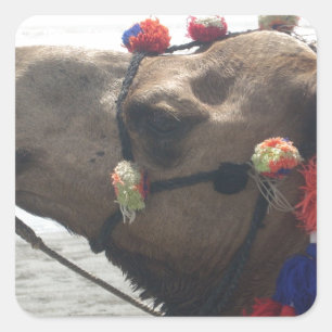 Oman Muscat Camel Photo Art Print Square Sticker