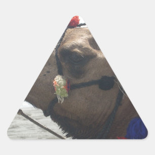 Oman Muscat Camel Photo Art Print Triangle Sticker