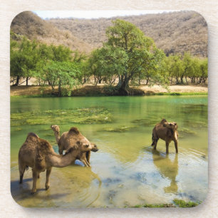 Oman, Wadi darbat Coaster