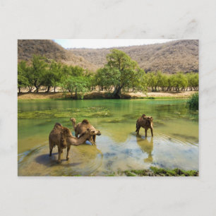 Oman, Wadi darbat, dromedaries pasturing in the Postcard