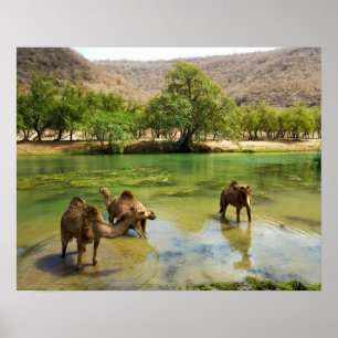Oman, Wadi darbat, dromedaries pasturing in the Poster
