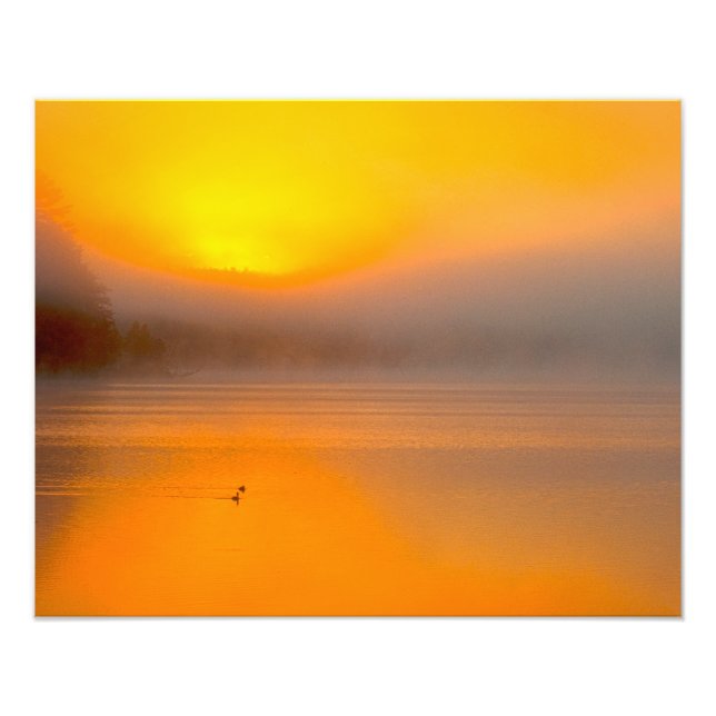 Ombre Sunrise Shining on Two Ducks Nature Photo - (Front)